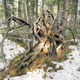 Imagen: Árbol caído en la taiga. Aleksei M. / Shutterstock